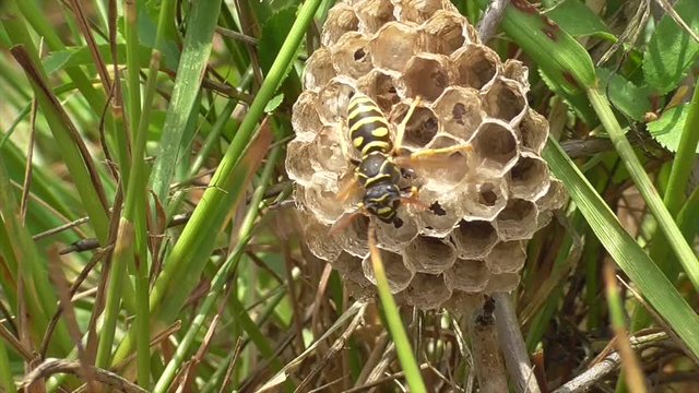 Heide-Feldwespe (Polistes nimpha) K&ouml;nigin k&uuml;hlt Nest durch Ventilieren