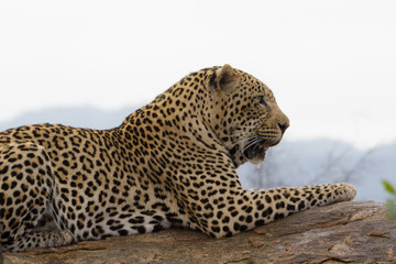 Leopard in the wilderness of Africa