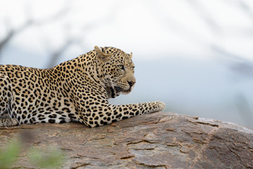 Leopard in the wilderness of Africa