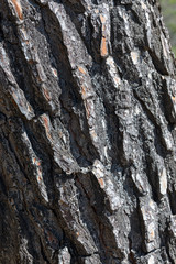 France. Bouches du Rhône. Tronc d'un pin en gros plan sur l'écorce. Trunk of a pine tree close-up on the bark.