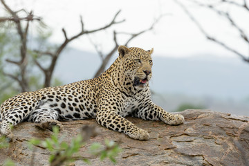 Fototapeta premium Leopard in the wilderness of Africa