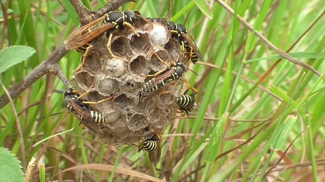 Heide-Feldwespe (Polistes nimpha) K&ouml;nigin und Arbeiterinnen versorgen Brut