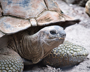 closeup of an old tortoise