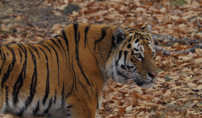 Fototapeta na wymiar Tiger (lat. Panthera tigris is a species of predatory mammal in the cat family