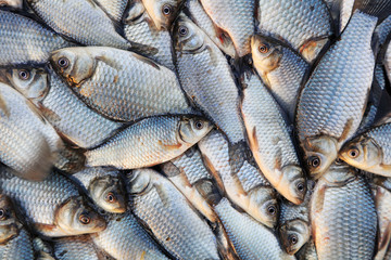 Piles of crucian carp