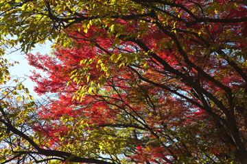 Dark branches flowing in autumn with red and yellow leaves. Blue sky through the foliage.