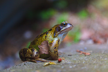 Closeup of a frog in the garden. Blurry grey and brown background with specks of green. 