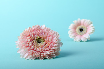 Elegant Pink gerbera on a turquoise color background. Romantic greeting card floral template with...