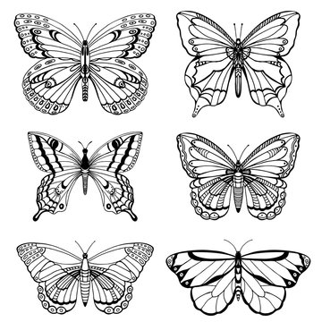 Collection of hand drawn butterflies isolated on white background. Butterfly in sketch style.