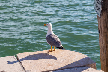 Seagull staring at the water in Venice, Italy