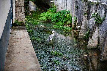 Grey heron standing in canal between old buildings. Victoria Mahe Island Seychelles.