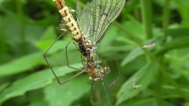 Streckerspinne (Teragnatha) fri&szlig;t Eintagsfliege, Eifel, Deutschland