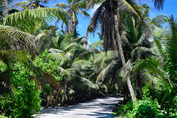 Seychelles Mahe Island one of a palm tree road. 