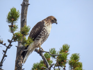 Red Tailed Hawk in Bighorn National Park in Wyoming
