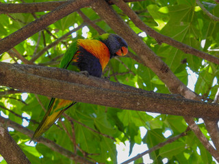 Rainbow loorikeet looking down from a tree in Brisbane, Australia