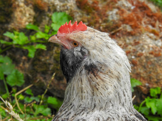 Rooster at a farm in Victoria Australia