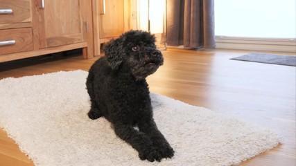 Funny black dog barks at home and is very excited. With sound