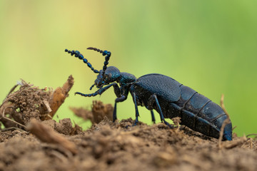 Oil Beetle Meloe proscarabaeus in Czech Republic