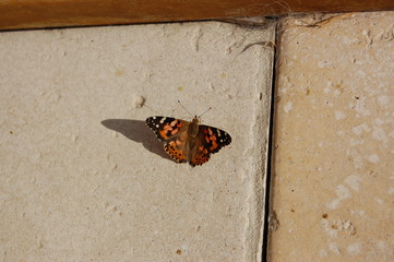 Fototapeta na wymiar butterfly on stone
