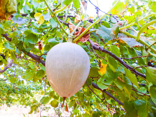 pumpkin grows on a bush, hanging on a tree. autumn landscape harvesting