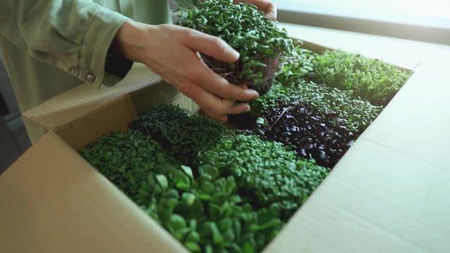 organic raw food - woman takes a microgreens containers out of cardboard box