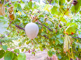 pumpkin grows on a bush, hanging on a tree. autumn landscape harvesting