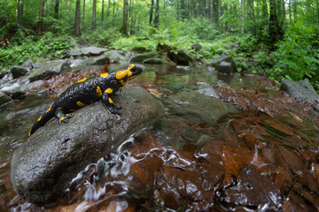 The fire salamander Salamandra salamandra in Czech Republic - obrazy, fototapety, plakaty