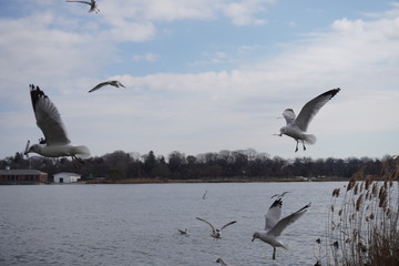 Fototapeta na wymiar flock of seagulls in the lake