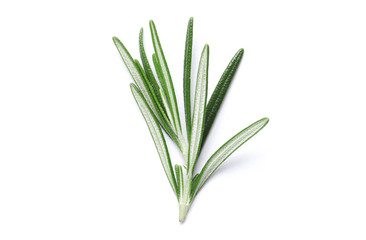 Fresh green rosemary isolated on white background