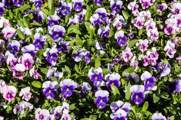 Fototapeta premium background of violet tricolor flowers
