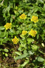 Hahnenfuss- Hasenohr, Bupleurum ranunculoides ssp. ranunculoides