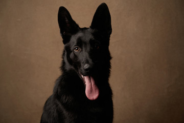 Black german shepherd puppy on brown background with copy space