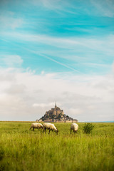 Obraz premium Mouton, en baie du Mont Saint Michel dans la Manche, France