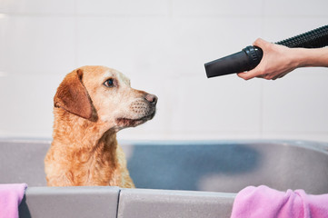 funny head portrait of a scary looking labrador retriever being pointed with a blower tube