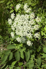 Breitblättriges Laserkraut, Laserpitium latifolium © Reinhold Einsiedler