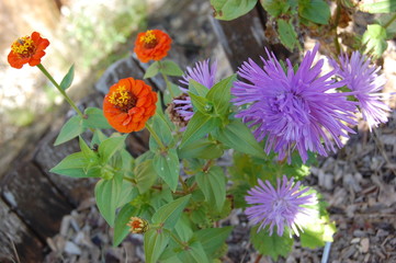 flowers in the garden
