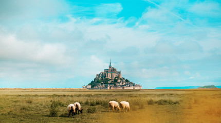 Mouton, Baie du Mont Saint Michel, Manche