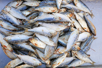 Piles of fresh fish
