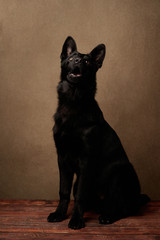 Portrait of Dutch Shepherd Dog, close-up.