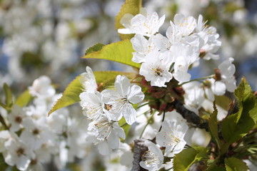 cherry tree spring panorama blossoms sky pink