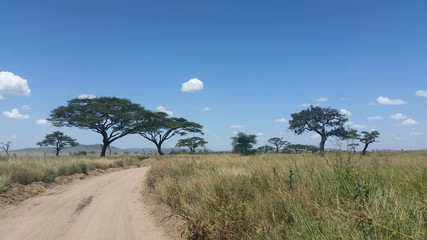pusta szutrowa droga pośrdód traw i drzew na afrykańskiej sawannie