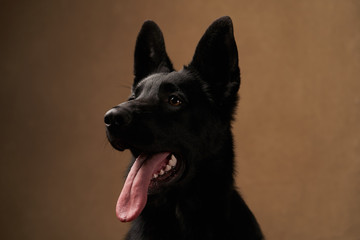 Naklejka premium Black german shepherd Dog on brown background with copy space.