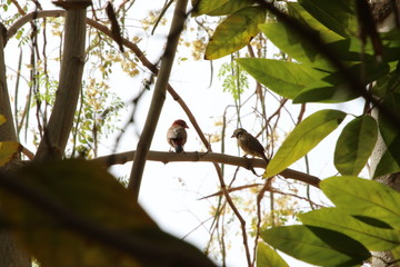 Les oiseaux de mêmes plumage sui s'evolent ensemble