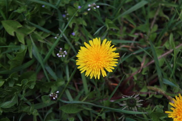 Löwenzahn in der Wiese