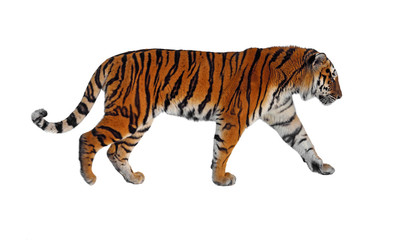 Siberian tiger (P. t. altaica), also known as Amur tiger, on white background
