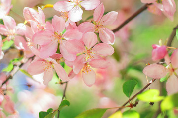 Fototapeta na wymiar blooming apple tree