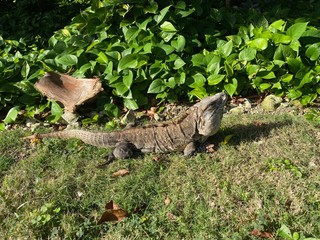 iguana on rock