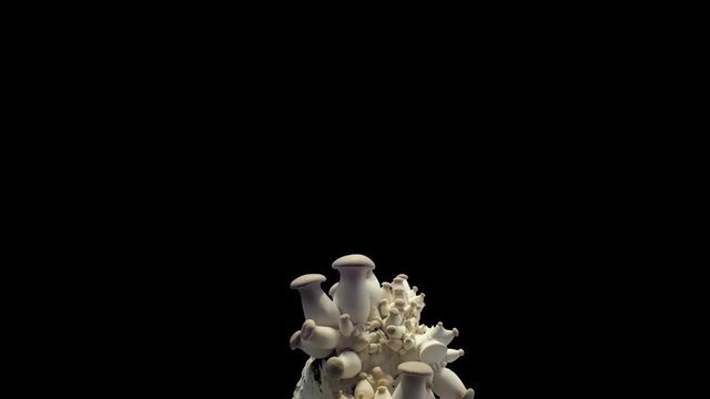 King trumpet mushroom (Pleurotus eryngii)  Mushroom growth time lapse during the week on a alpha channel background