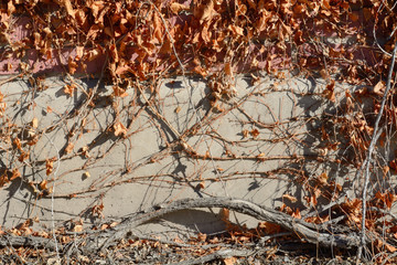 Brown dead winter leaves and vines on brick and concrete wall