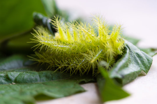Nettle Caterpillar